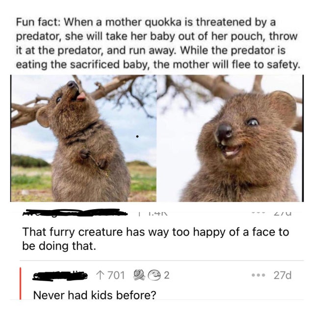 dark memes - quokka crazy - Fun fact When a mother quokka is threatened by a predator, she will take her baby out of her pouch, throw it at the predator, and run away. While the predator is eating the sacrificed baby, the mother will flee to safety. 1 1.4