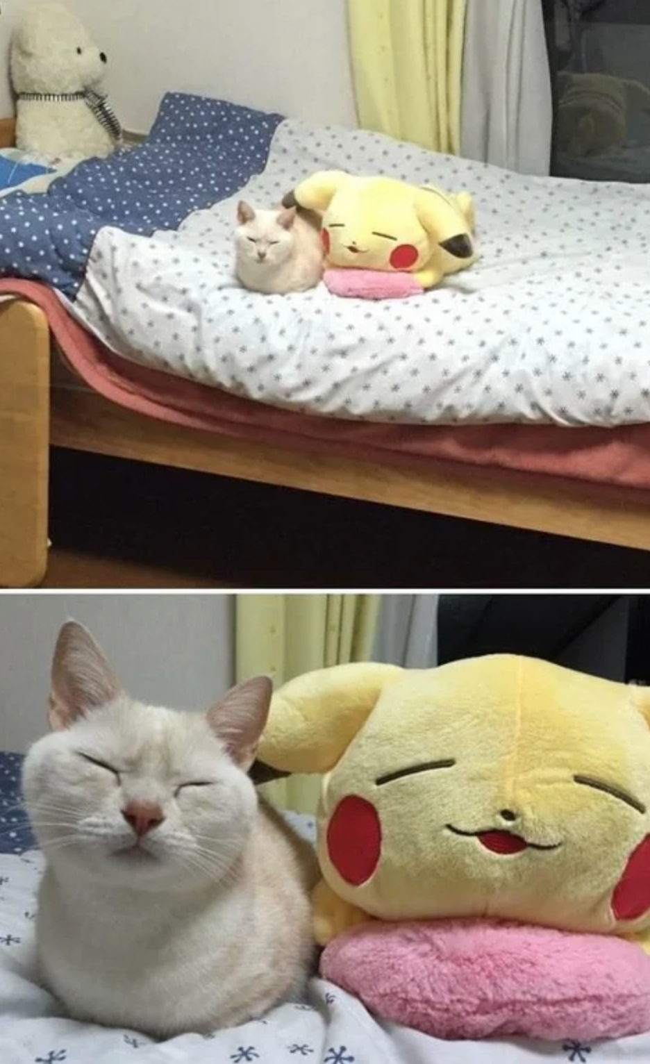 funny gaming memes - cat sleeping with pikachu