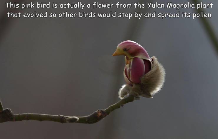 cool pics and random photos - fauna - This pink bird is actually a flower from the Yulan Magnolia plant that evolved so other birds would stop by and spread its pollen