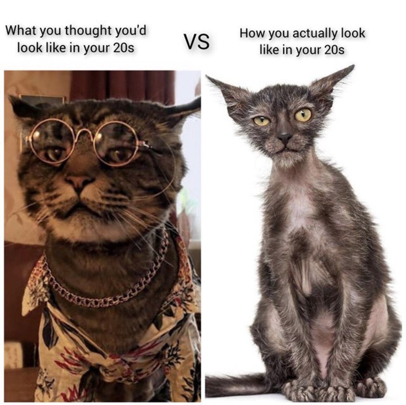 funny gaming memes - fauna - What you thought you'd look in your 20s Vs How you actually look in your 20s