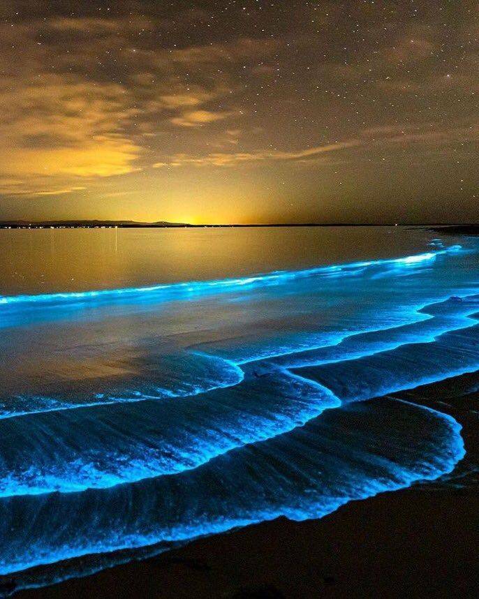 cool random pics - bioluminescence in mangalore