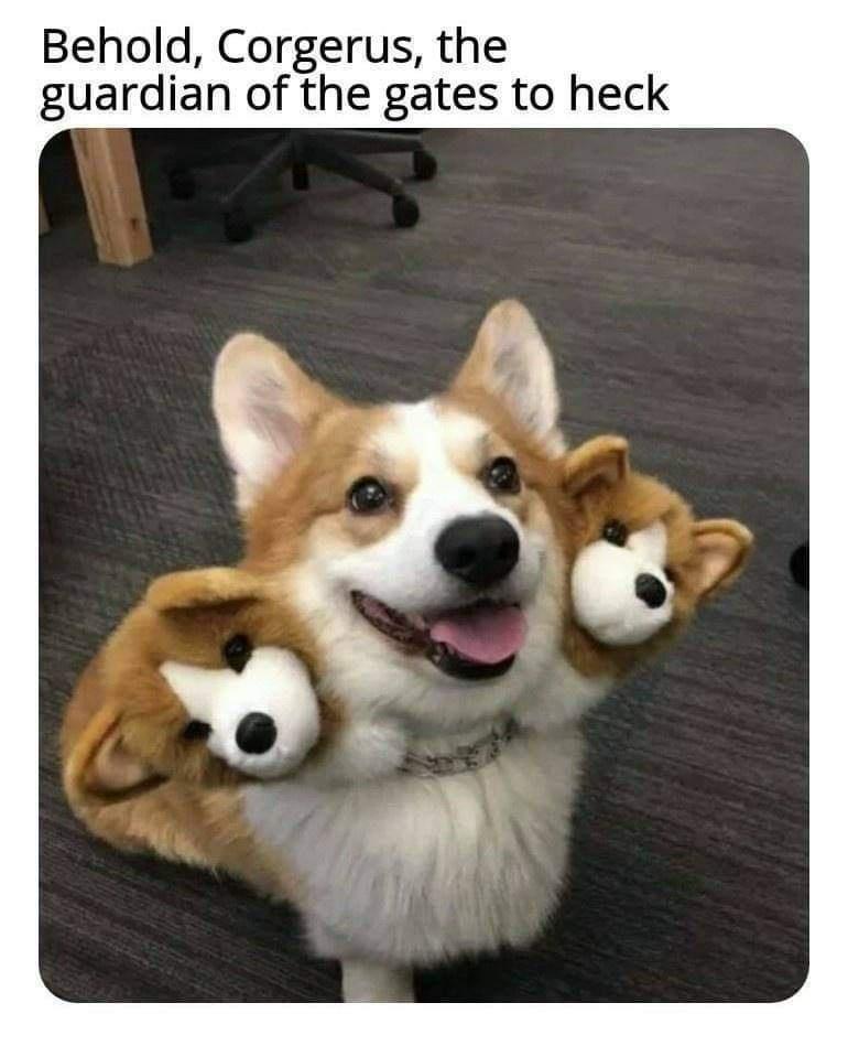 three headed dog cute - Behold, Corgerus, the guardian of the gates to heck