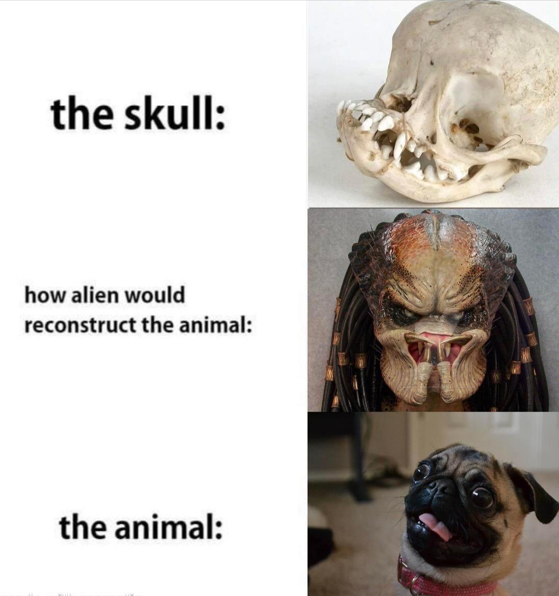 animal skeleton meme - the skull how alien would reconstruct the animal the animal