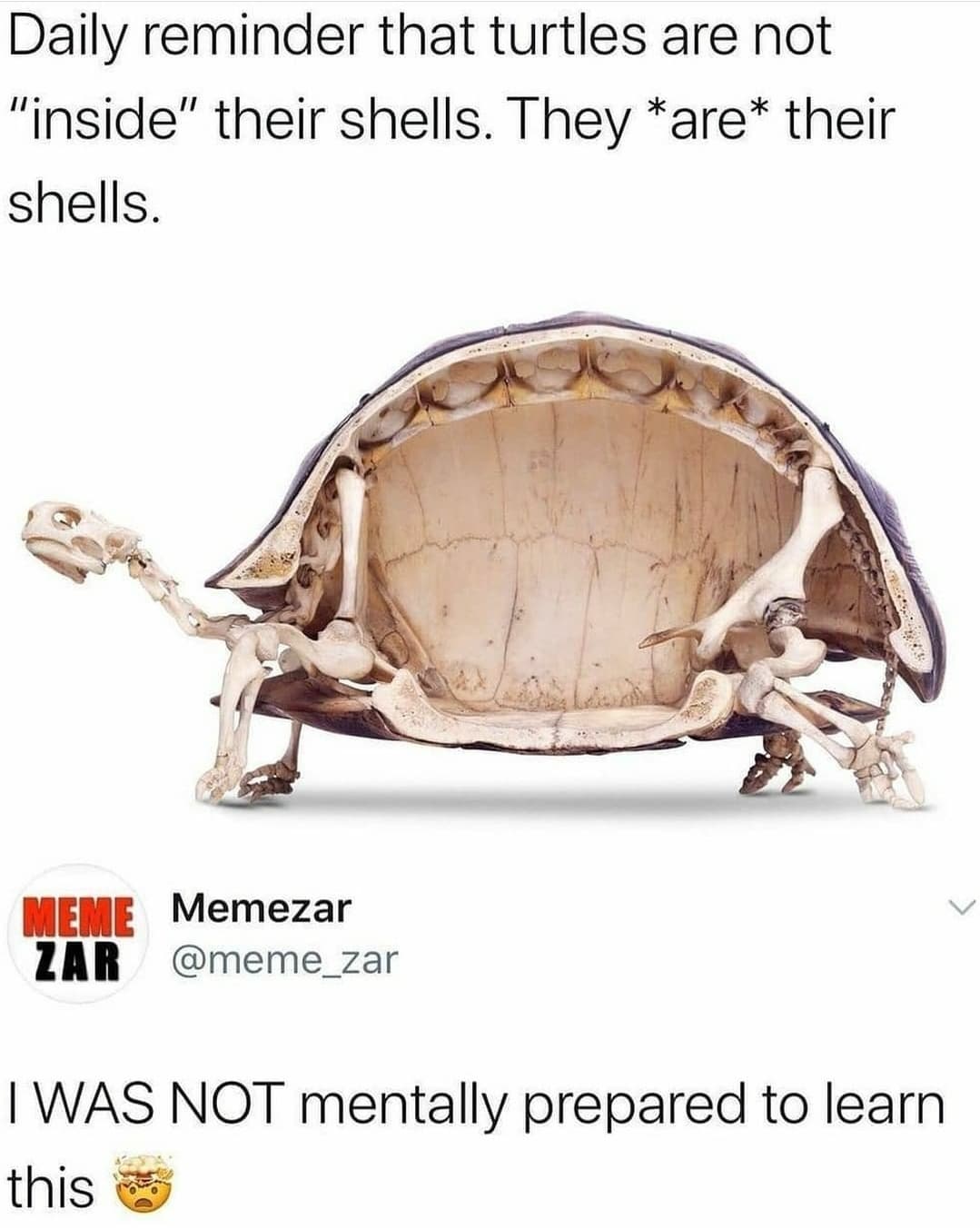 turtles are not inside their shells - Daily reminder that turtles are not "inside" their shells. They are their shells. Meme Memezar Zar Iwas Not mentally prepared to learn this