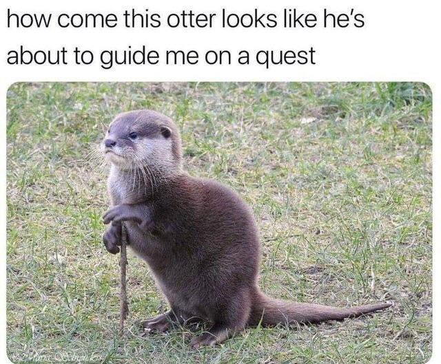 funny gaming memes - best funny - how come this otter looks he's about to guide me on a quest