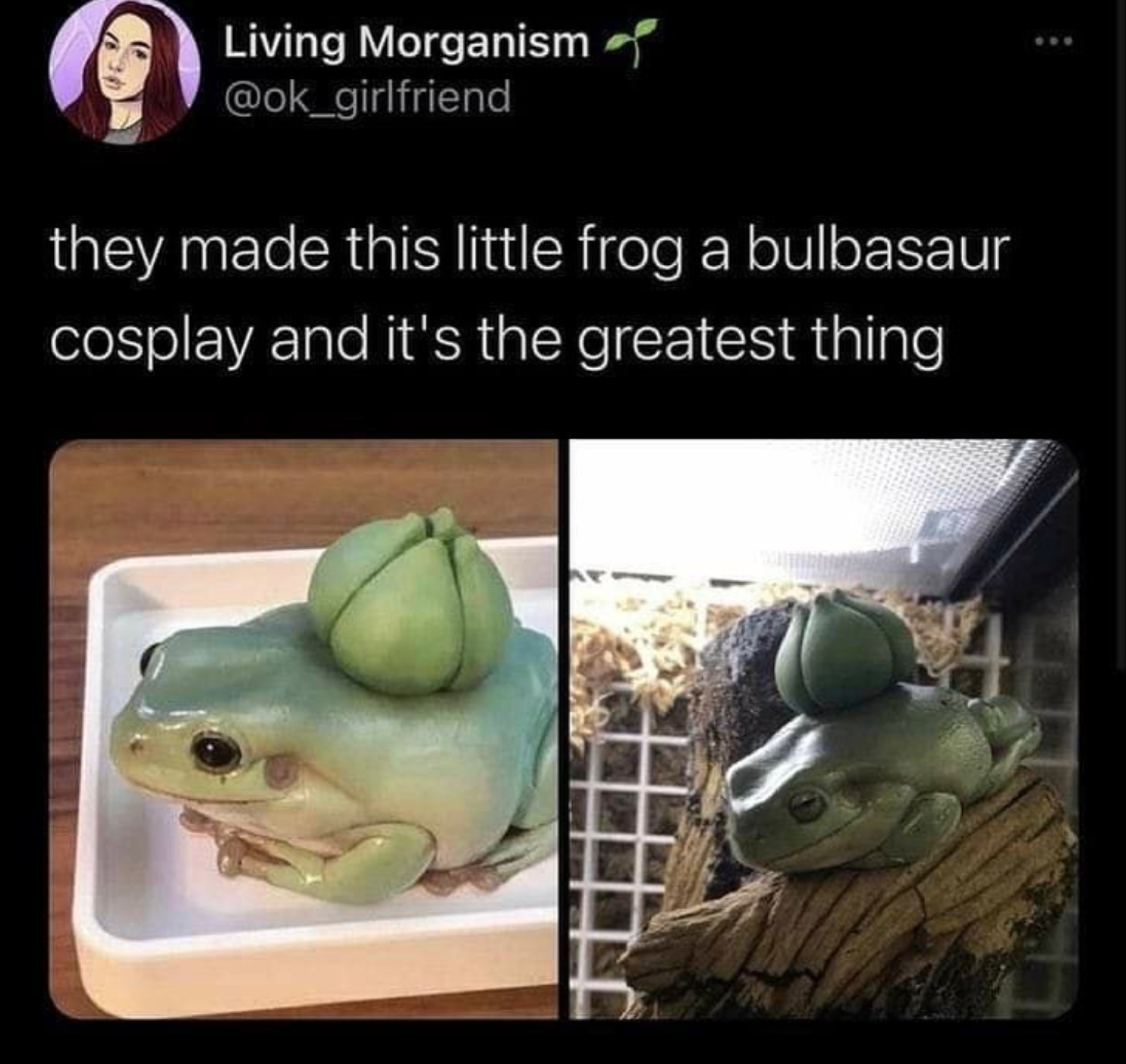 funny gaming memes - fauna - Living Morganism they made this little frog a bulbasaur cosplay and it's the greatest thing