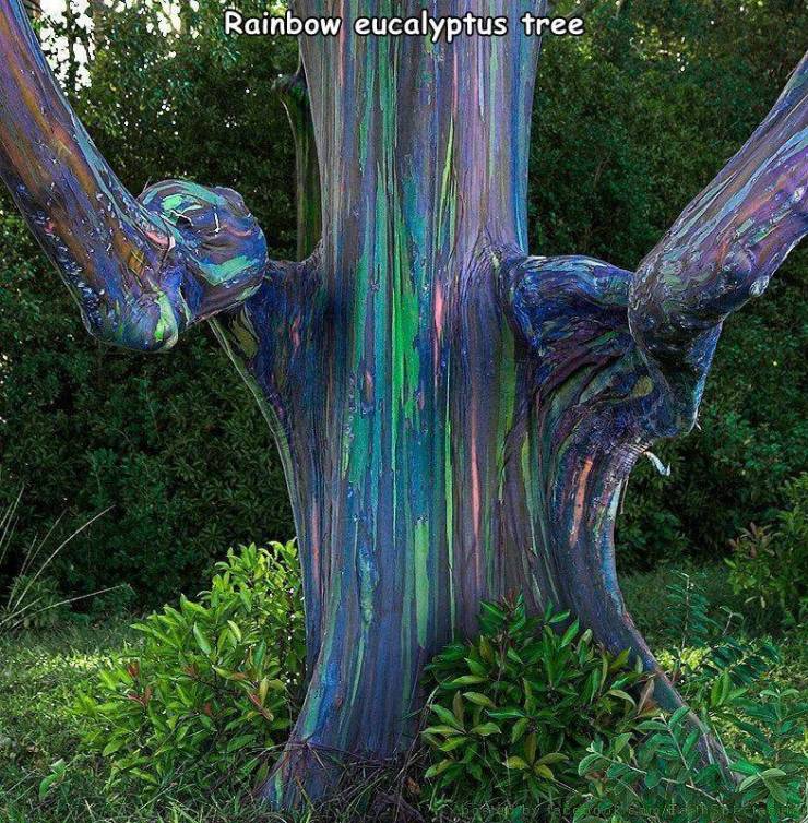 funny pics - rainbow eucalyptus tree - Rainbow eucalyptus tree