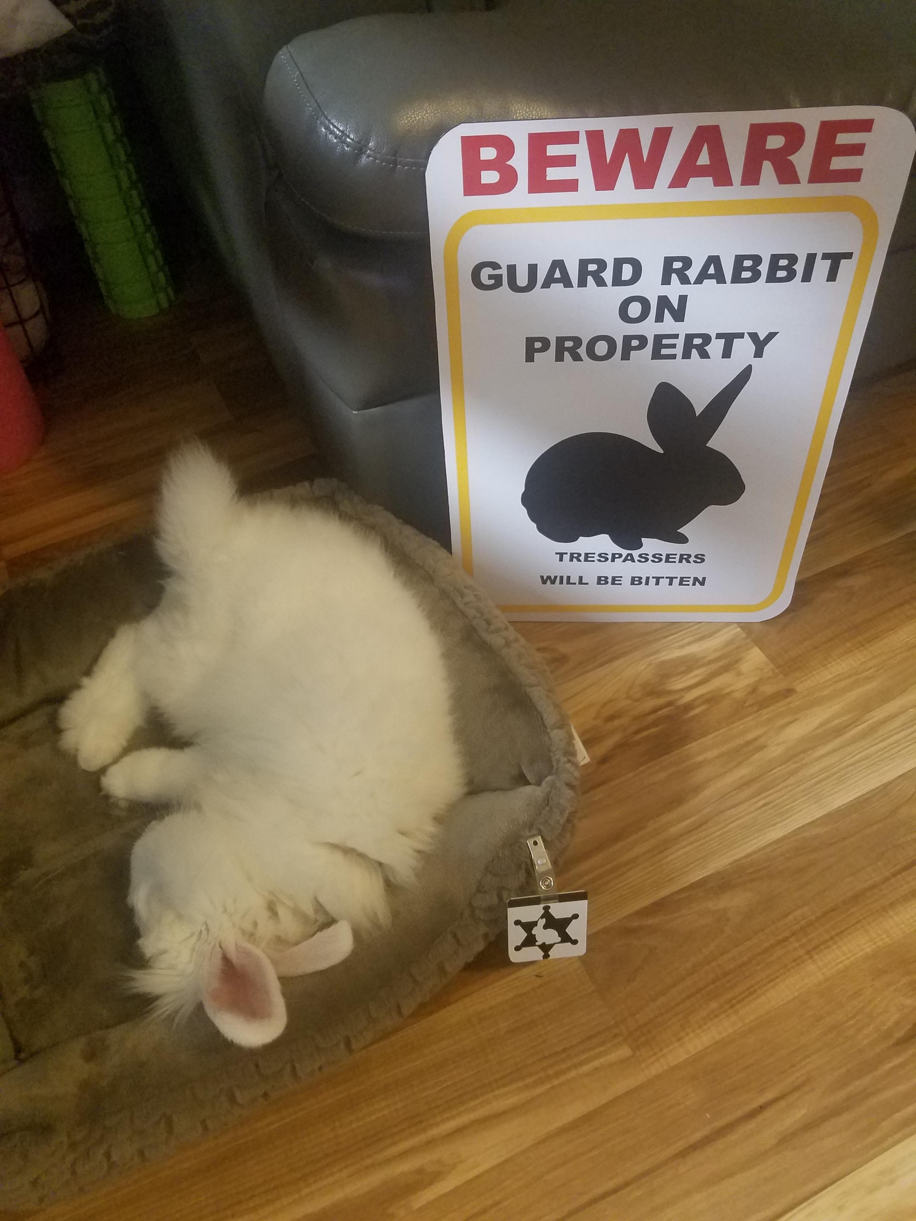 guard rabbit - Beware Guard Rabbit On Property Trespassers Will Mitten