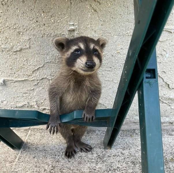 awesome pics and funny randoms - raccoon