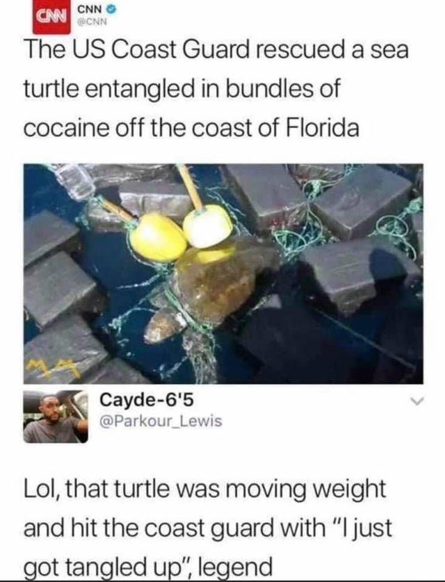 dark-memes turtle cocaine meme - Cnn Cnn Cnn The Us Coast Guard rescued a sea turtle entangled in bundles of cocaine off the coast of Florida Cayde6'5 Lol, that turtle was moving weight and hit the coast guard with "I just got tangled up", legend
