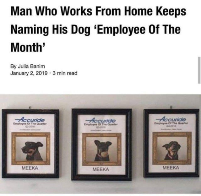 wholesome-posts man who works from home keeps naming his dog employee of the month - Man Who Works From Home Keeps Naming His Dog 'Employee Of The Month' By Julia Banim . 3 min read Accuride Employee of The Guar w Accuride Accuride Employee of The Quarter