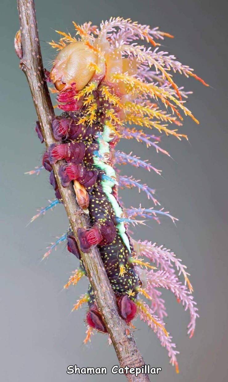 random pics and cool stuff - saturniidae moth caterpillar - trailer Shaman Catepillar