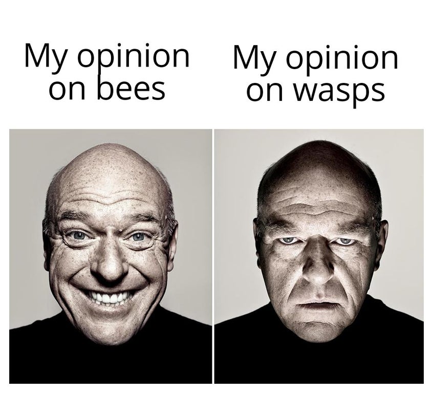 funny memes - dean norris meme - My opinion My opinion on bees on wasps
