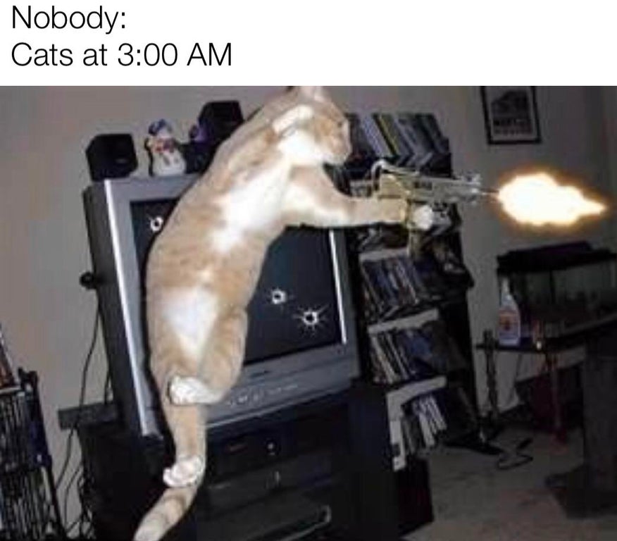 funny memes - call of duty cat - Nobody Cats at