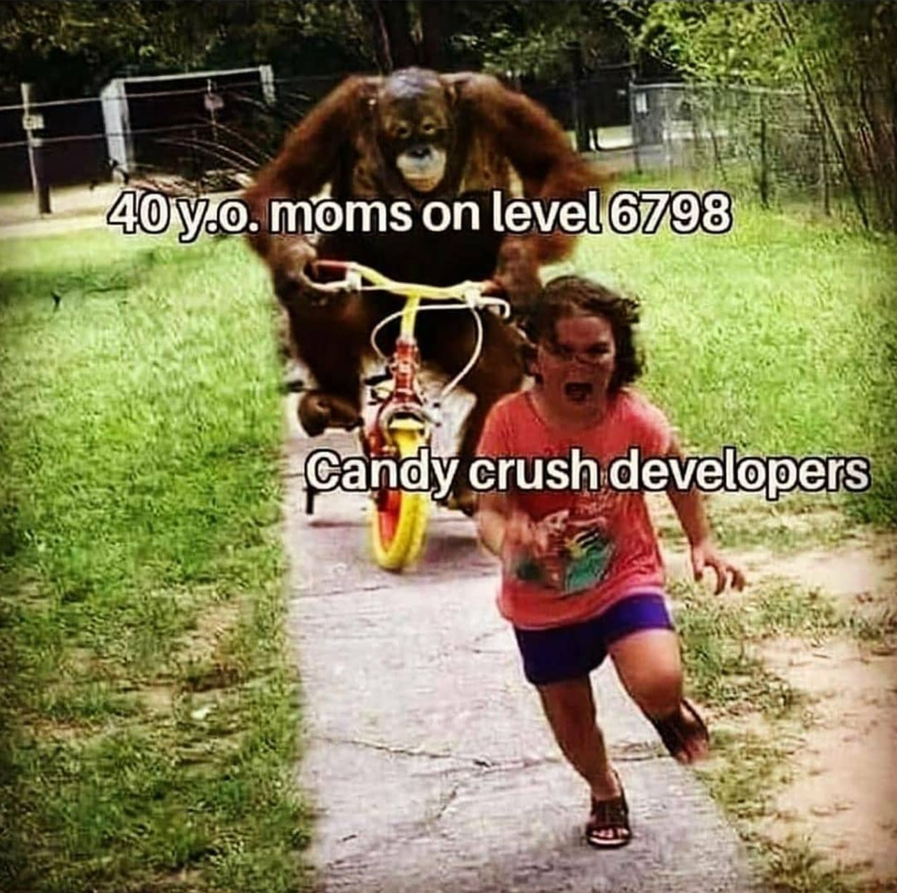 funny gaming memes - 40 year old level 6987 candy crush moms -  candy crush devs -  monkey chasing child on tricycle