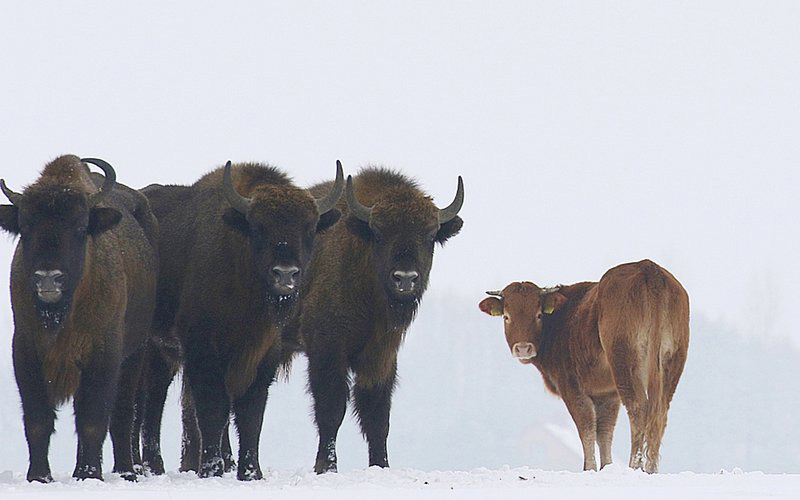 polish cow with bison