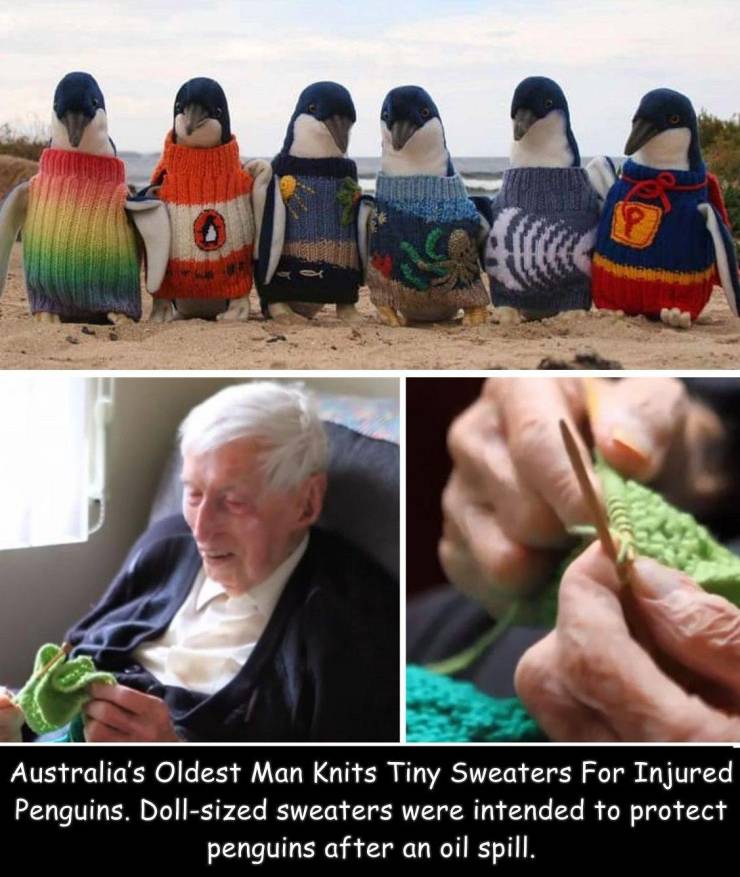 cool random pics - australia's oldest man penguin sweaters - Australia's Oldest Man Knits Tiny Sweaters For Injured Penguins. Dollsized sweaters were intended to protect penguins after an oil spill.