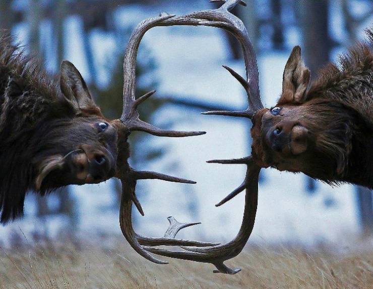 cool random pics - elk fighting