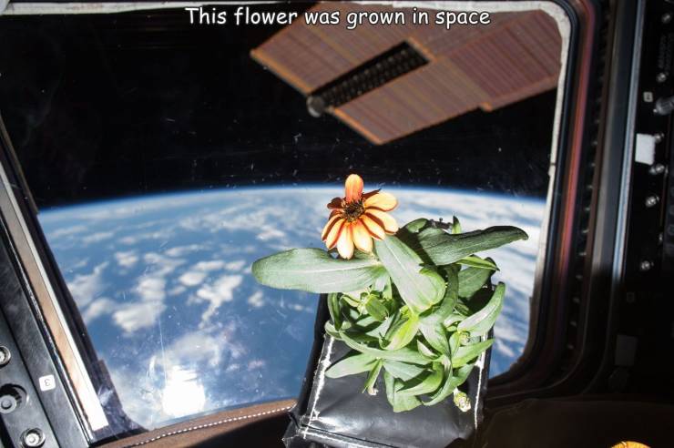 cool random pics - flower grown in space - This flower was grown in space