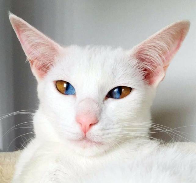random pics and cool photos - odd eyed cat