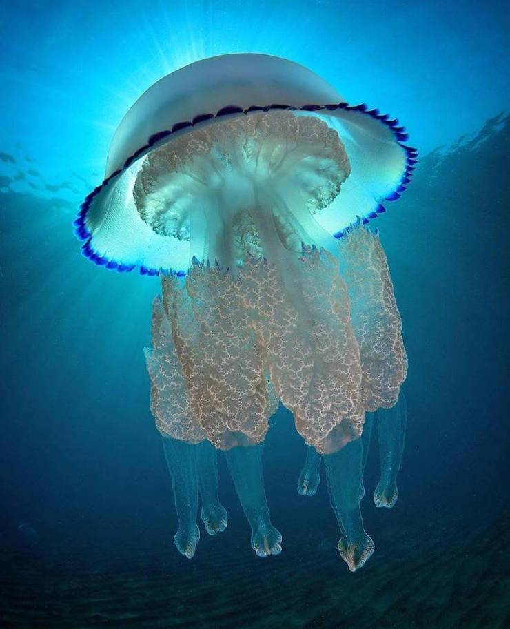awesome random pics and photos - jellyfish beautiful