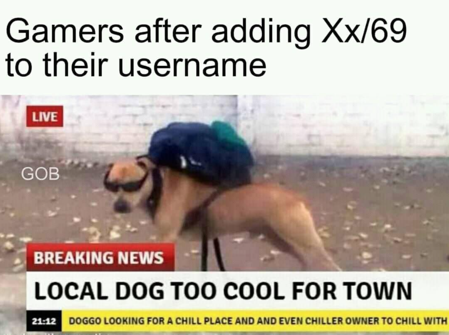 local dog too cool for town - Gamers after adding Xx69 to their username Live Gob Breaking News Local Dog Too Cool For Town Doggo Looking For A Chill Place And And Even Chiller Owner To Chill With