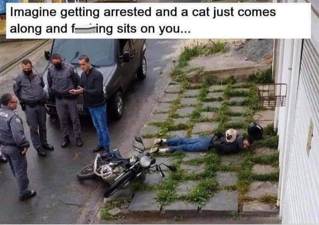 cat sitting on arrested man