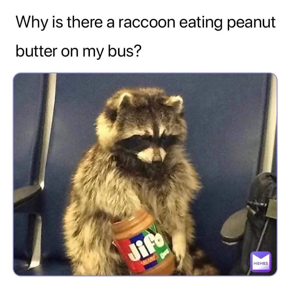 dank memes - raccoon peanut butter - Why is there a raccoon eating peanut butter on my bus? Jifo Bang Memes
