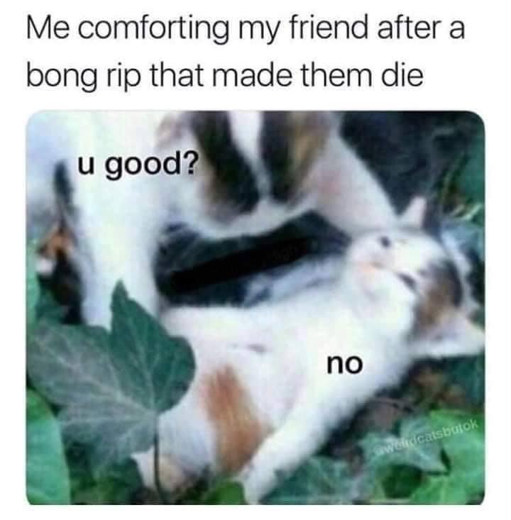 dank memes - war never changes cats - Me comforting my friend after a bong rip that made them die u good? no sawoldcatsbutok
