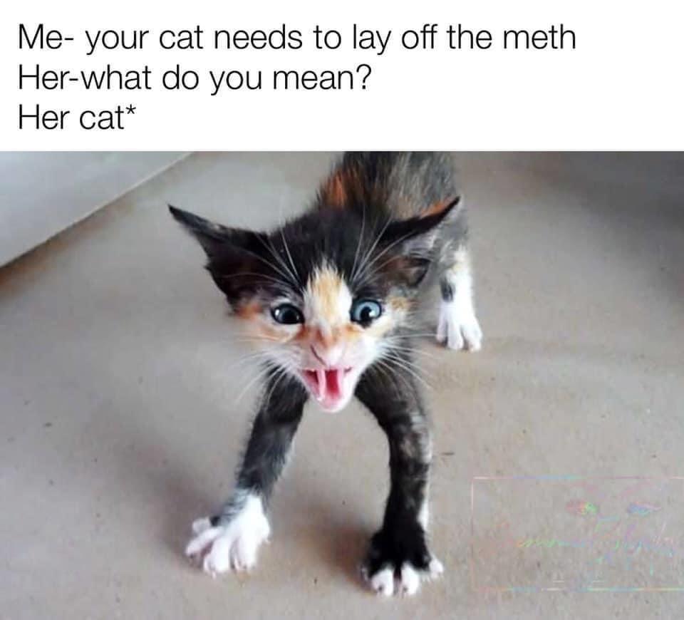 dank memes - photo caption - Me your cat needs to lay off the meth Herwhat do you mean? Her cat
