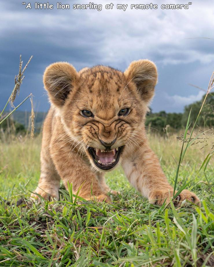 awesome pics to enjoy - will burrard lucas - "A little lion snarling at my remote camera Fu willbil