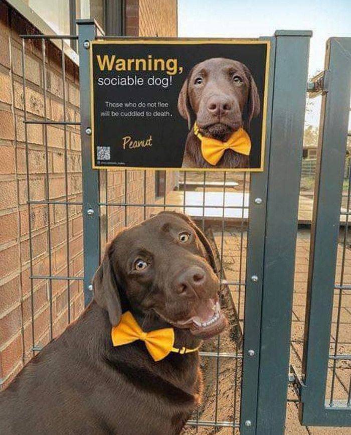 awesome pics to enjoy - warning sociable dog - Warning, sociable dog! Those who do not tee will be cuddiled to death, Peanut