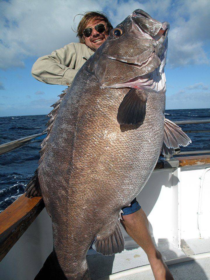 awesome pics to enjoy - giant fish