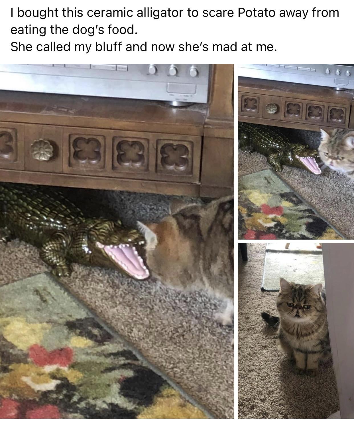 monday morning randomness - fauna - I bought this ceramic alligator to scare Potato away from eating the dog's food. She called my bluff and now she's mad at me.