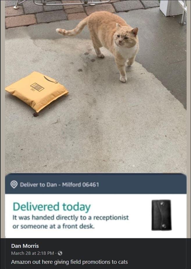monday morning randomness - amazon cat receptionist - Deliver to Dan Milford 06461 Delivered today It was handed directly to a receptionist or someone at a front desk. Dan Morris March 28 at Amazon out here giving field promotions to cats