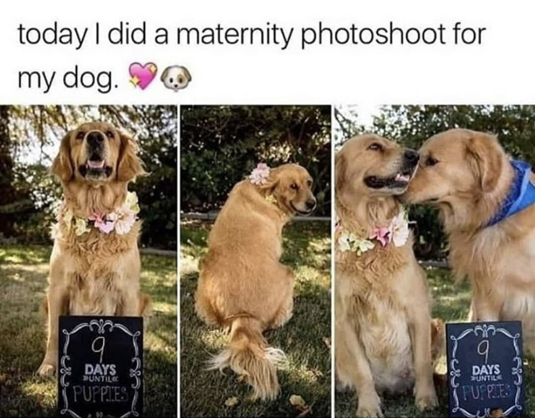 monday morning randomness - dog parents - today I did a maternity photoshoot for my dog. q Days Until Days Until Puppies Puppe
