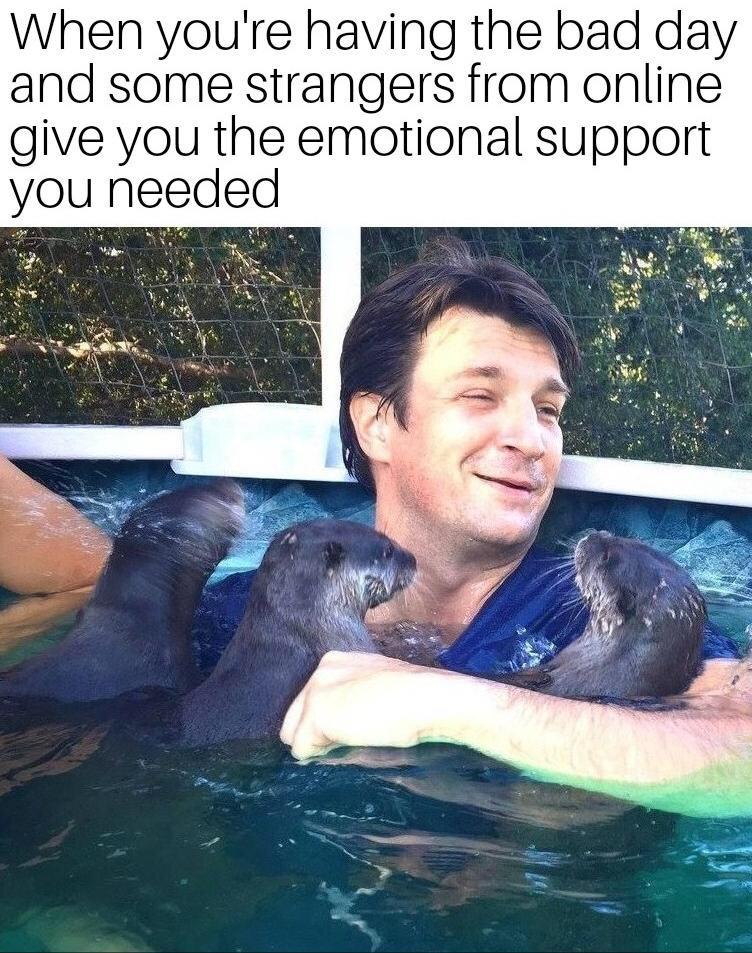 nathan fillion otters - When you're having the bad day and some strangers from online give you the emotional support you needed