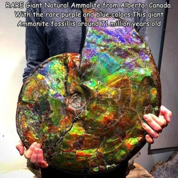 random funny and cool pics - natural ammolite - Rare Giant Natural Ammolite from Alberta, Canada. With the rare purple and blue colors. This giant Ammonite fossil is around 71 million years old