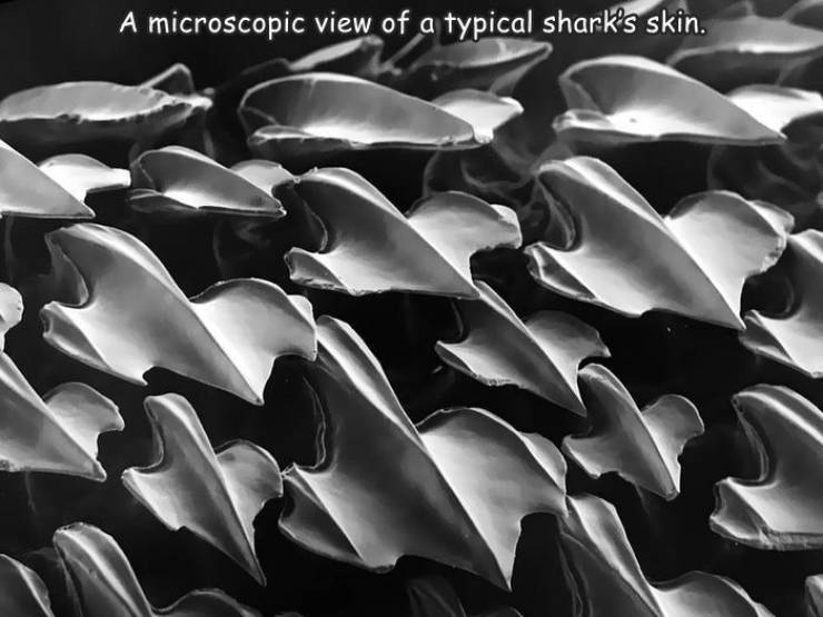 random funny and cool pics - shark skin made - A microscopic view of a typical shark's skin.