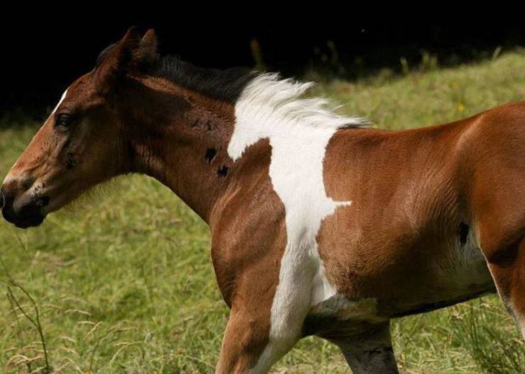 funny pics  -  horse within a horse