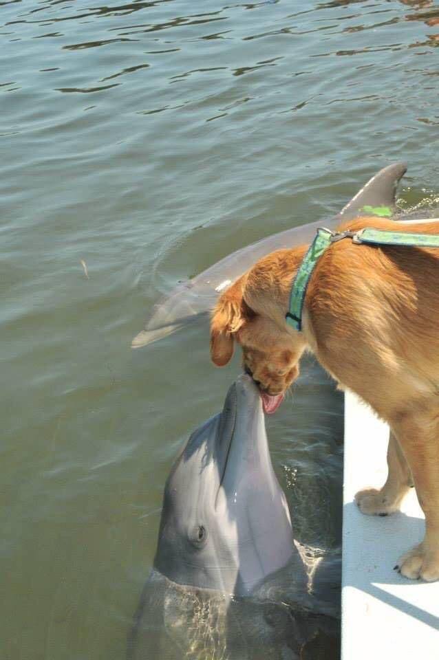 funny pics and random photos - dolphin and dog kissing