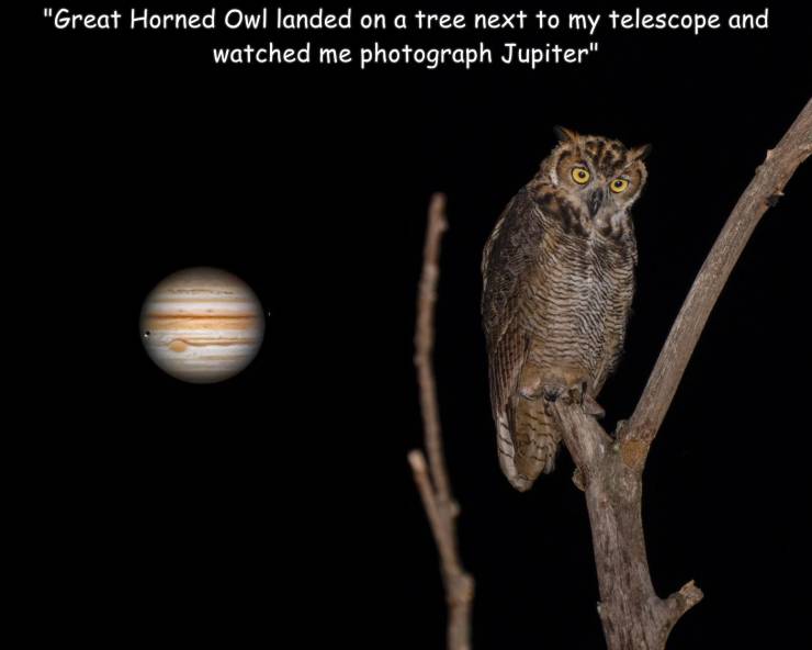 funny pics and random photos - owl - "Great Horned Owl landed on a tree next to my telescope and watched me photograph Jupiter"