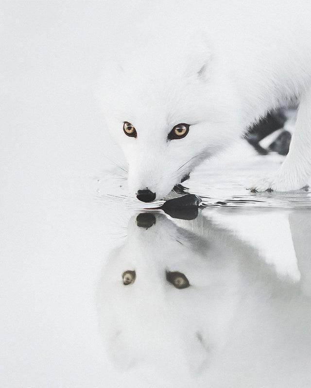 awesome random pics - beautiful arctic fox