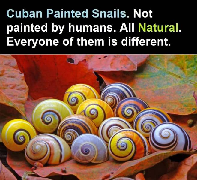 fascinating photos - cuban painted snail - Cuban Painted Snails. Not painted by humans. All Natural. Everyone of them is different.