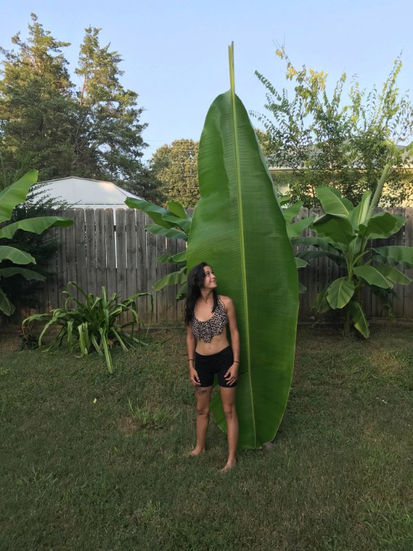An absolutely massive leaf.