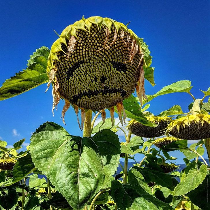 fascinating photos - sunflower