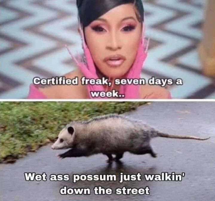 wet ass possum meme - Certified freak, seven days a week.. Wet ass possum just walkin' down the street