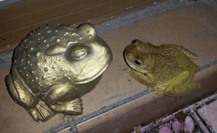 cool random pics - toad