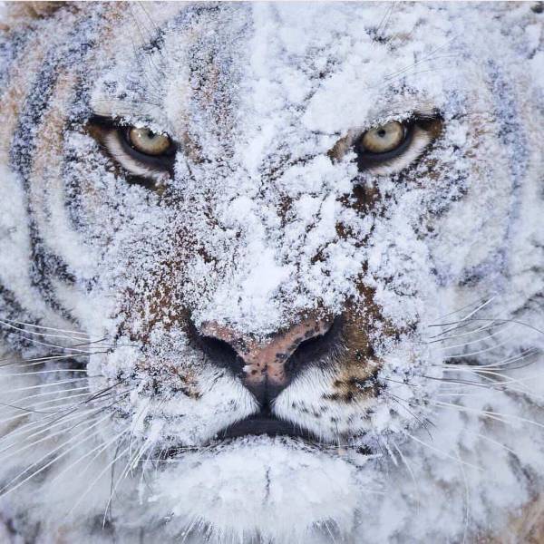 cool random pics - snow covered siberian tiger