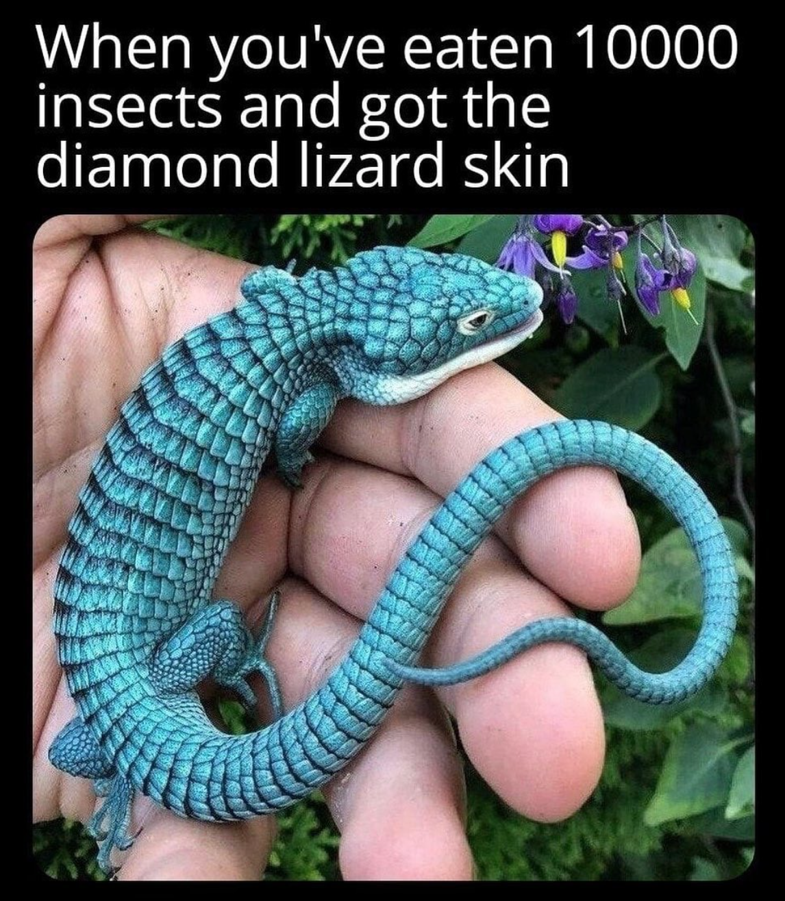funny gaming memes - mexican alligator lizard kaufen - When you've eaten 10000 insects and got the diamond lizard skin